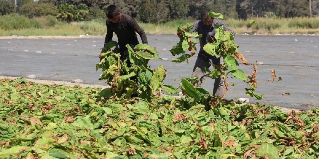 Havalar sıcak, hasat zorlayıcı! Her şeye rağmen ekmek mücadelesi sürüyor: Kilosu 165 TL’den veriliyor 1